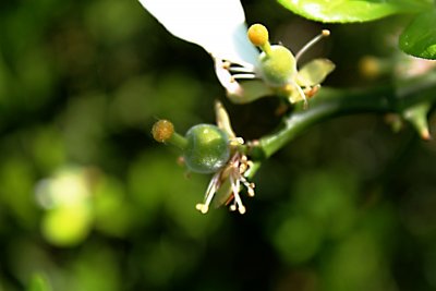 Poncirus trifoliata - citronečník trojlistý - budoucí plod